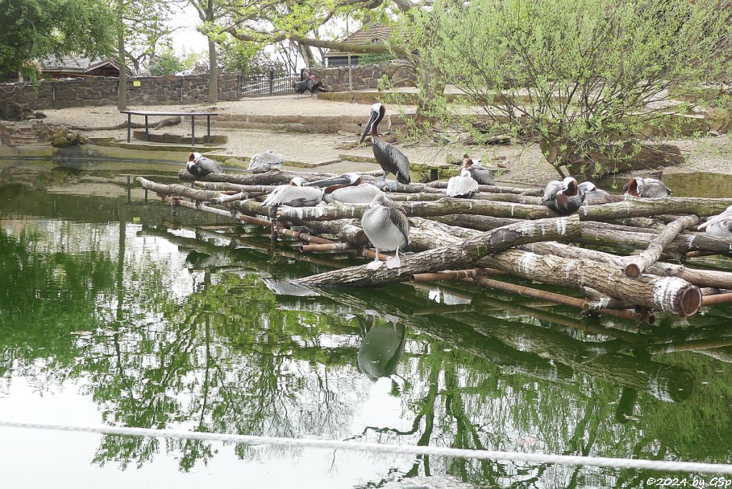 Zoo Halle: Östlicher Braunpelikan (Östlicher Meerespelikan, Florida-Braunpelikan)