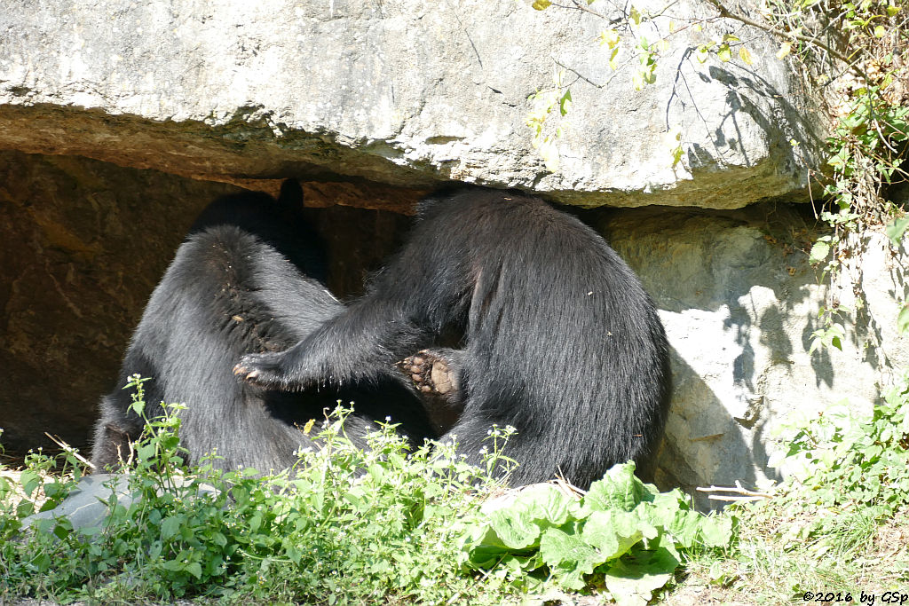 Brillenbär