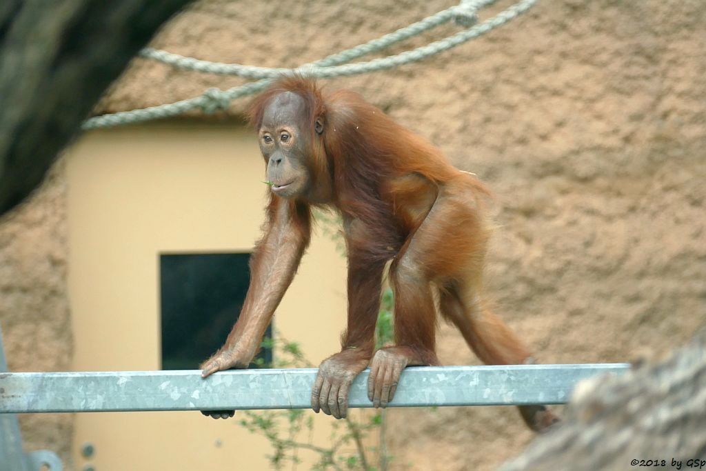 Sumatra-Orang-Utan SAYANG