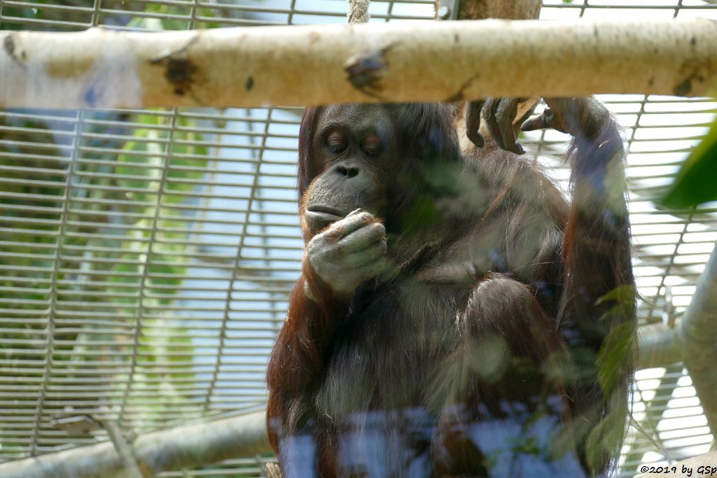 Borneo-Orang-Utan