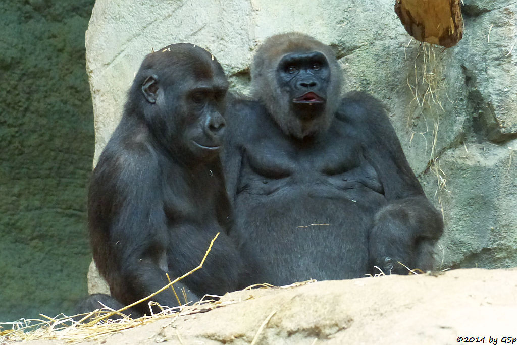 Flachlandgorilla QUEMBO und JULCHEN