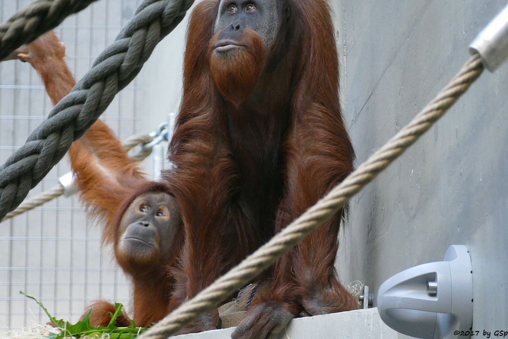 Sumatra-Orang-Utan