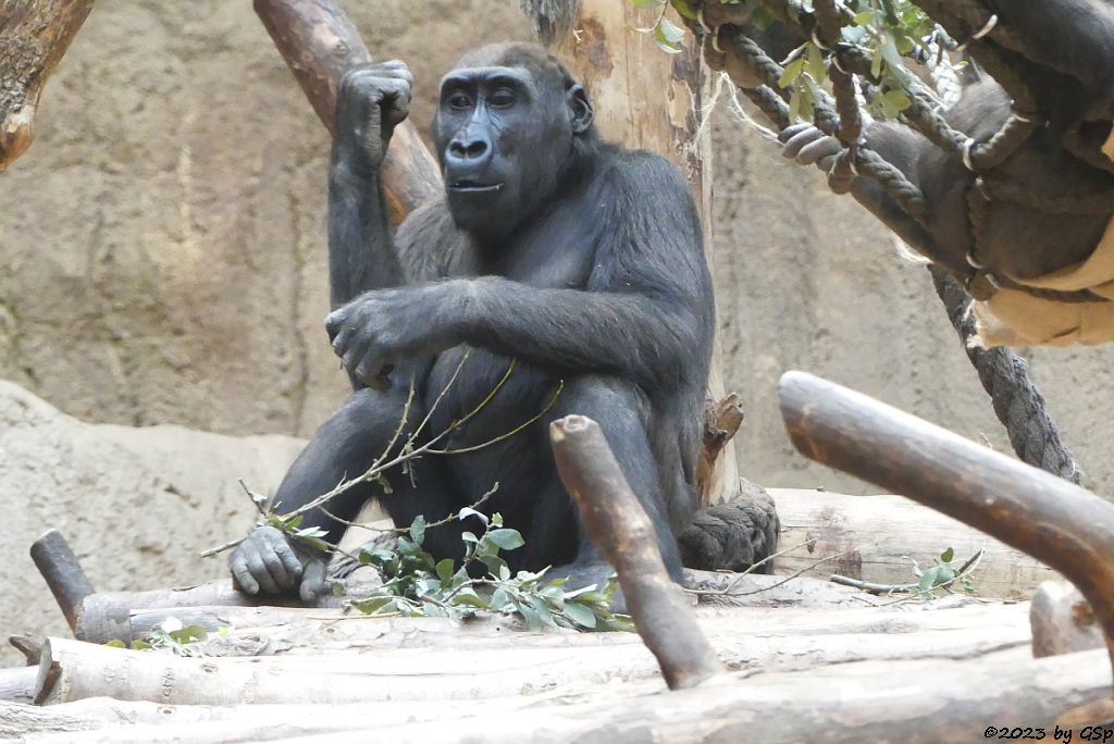 Westlicher Flachlandgorilla