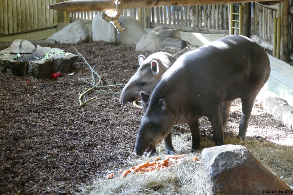 Flachlandtapir (Südamerikanischer Tapir)