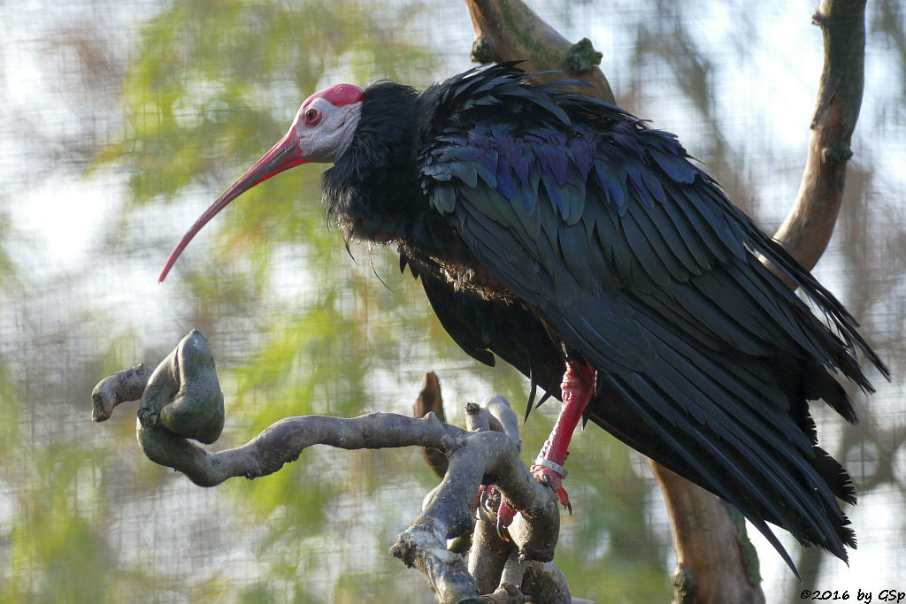 Glatzenkopfibis (Kahlkopfrapp, Glattnackenrapp, Glattnackenibis)