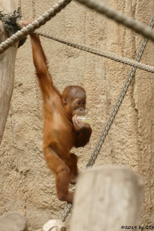 Sumatra-Orang-Utan