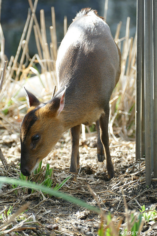 Zwergmuntjak (Chinesischer Muntjak)