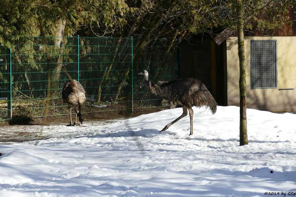 Emu (Großer Emu)