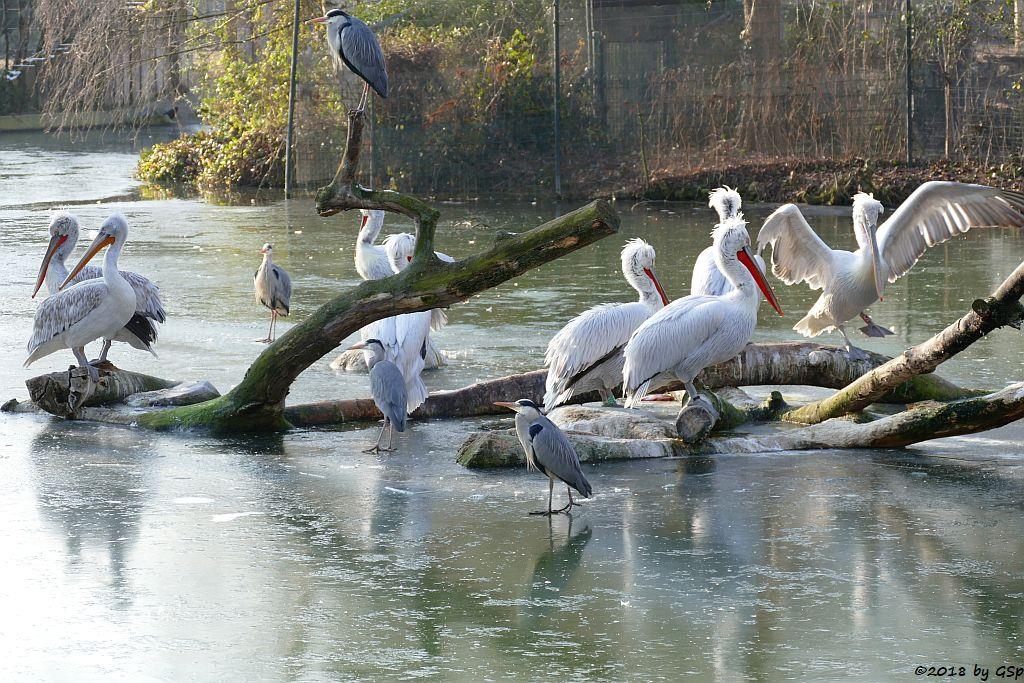 Krauskopfpelikan, Graureiher (Fischreiher)