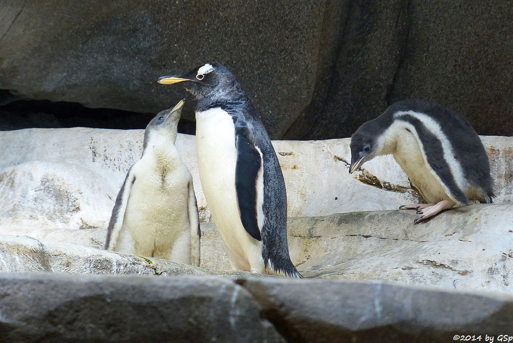 Eselspinguin