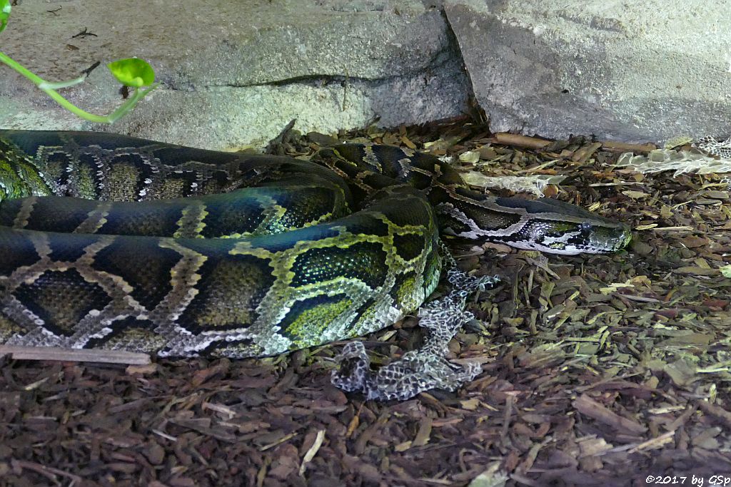 Dunkler Tigerpython (Burma-Python)