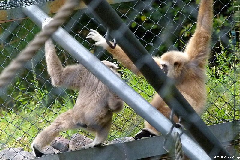 Weißhandgibbon