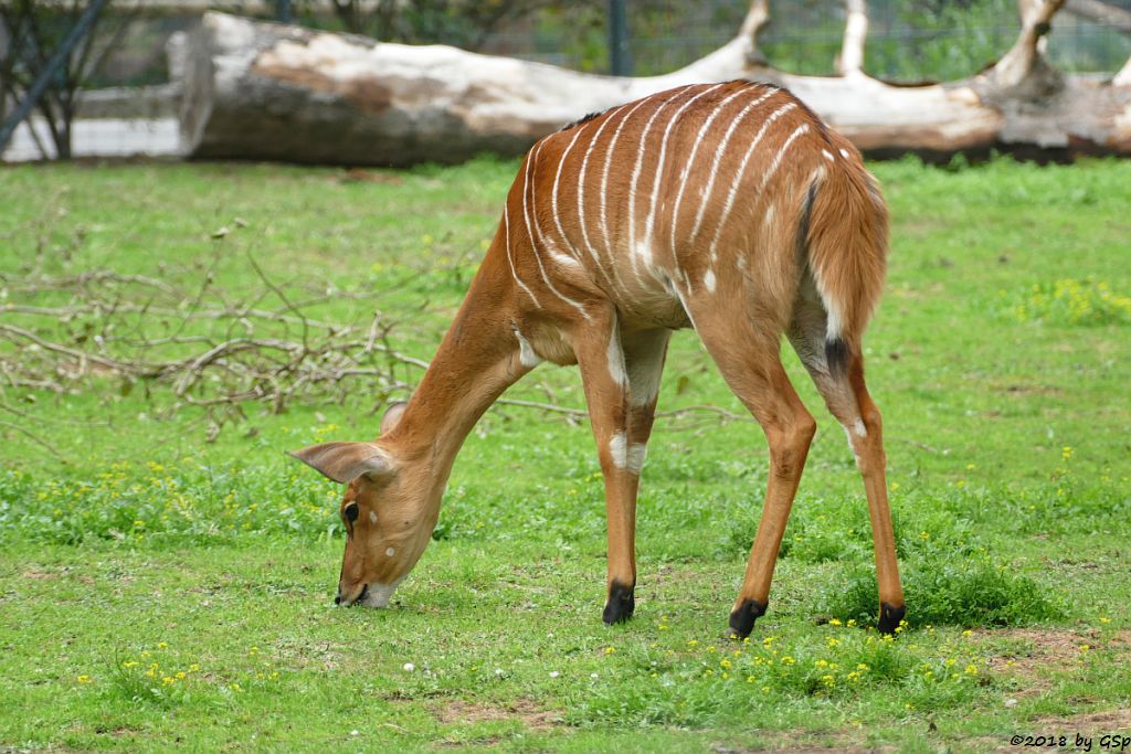 Nyala (Tieflandyala, Flachlandnyala