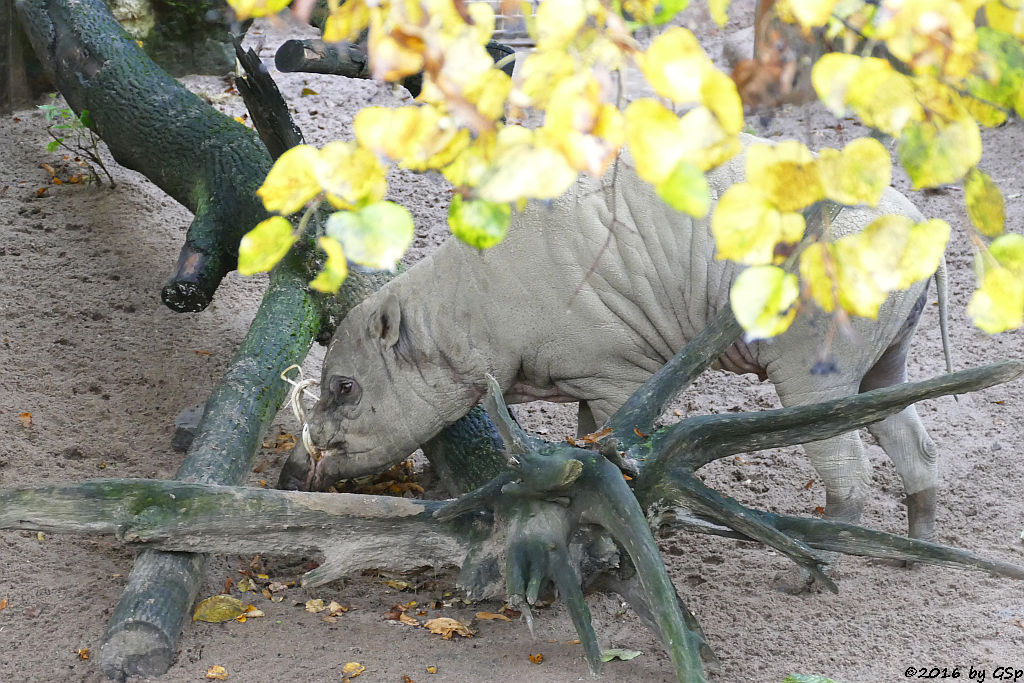 Sulawesi-Hirscheber (Sulawesi-Babirusa, Celebes-Hirscheber)