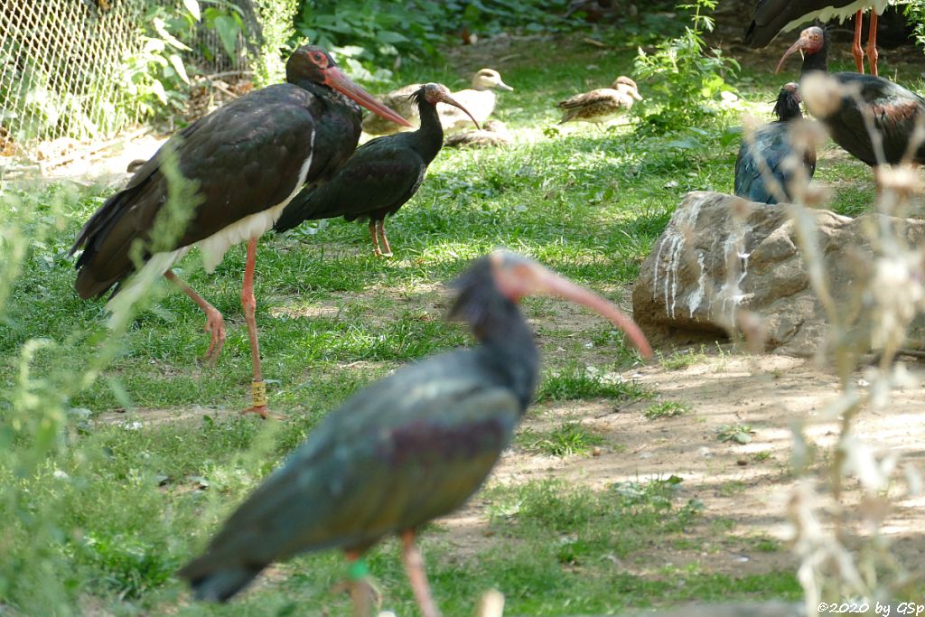 Schwarzstorch, Waldrapp