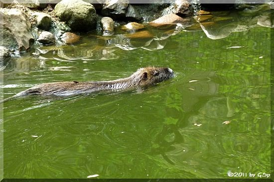 Nutria (Sumpfbiber, Biberratte)