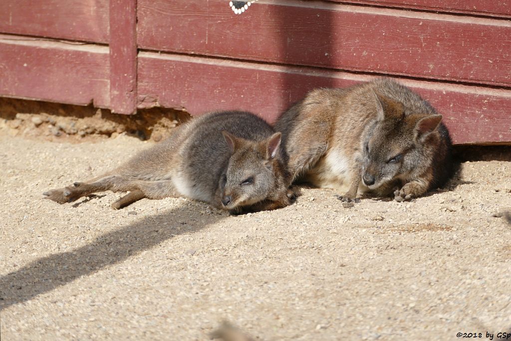 Parmakänguru (Parmawallaby)