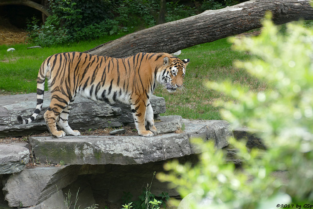 Amurtiger (Sibirischer Tiger, Mandschu-Tiger) SERGAN