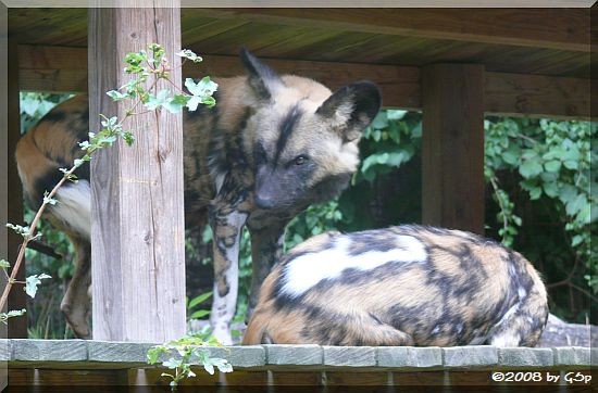 Afrikanischer Wildhund