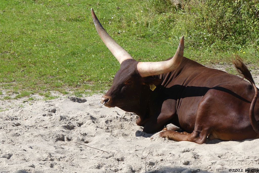 Watussi-Rind (Ankole, Ankolerind)