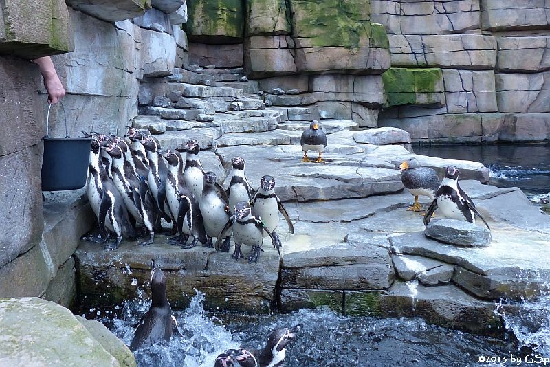 Humboldt-Pinguin, Magellan-Dampfschiffente