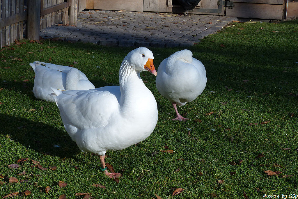 Diepholzer Gans