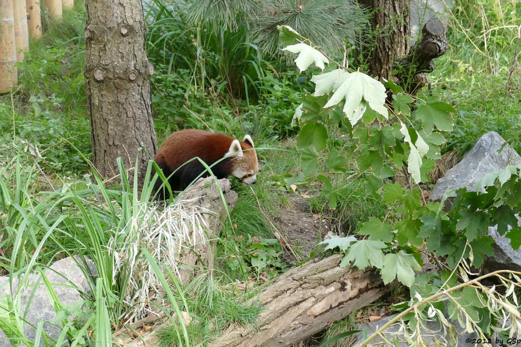 Westlicher Kleiner Panda (Westlicher Katzenbär, Nepalesischer Roter Panda)