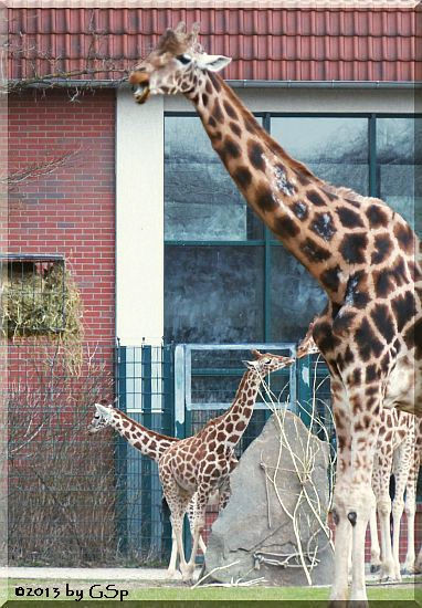 Rothschild-Giraffe (Uganda-Giraffe)