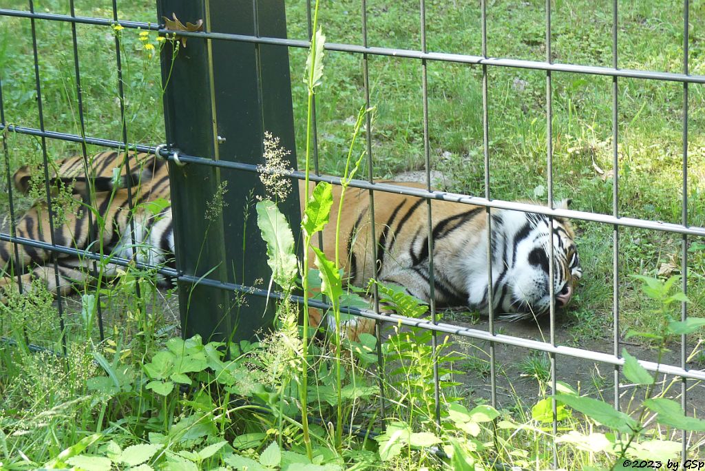 Sumatratiger