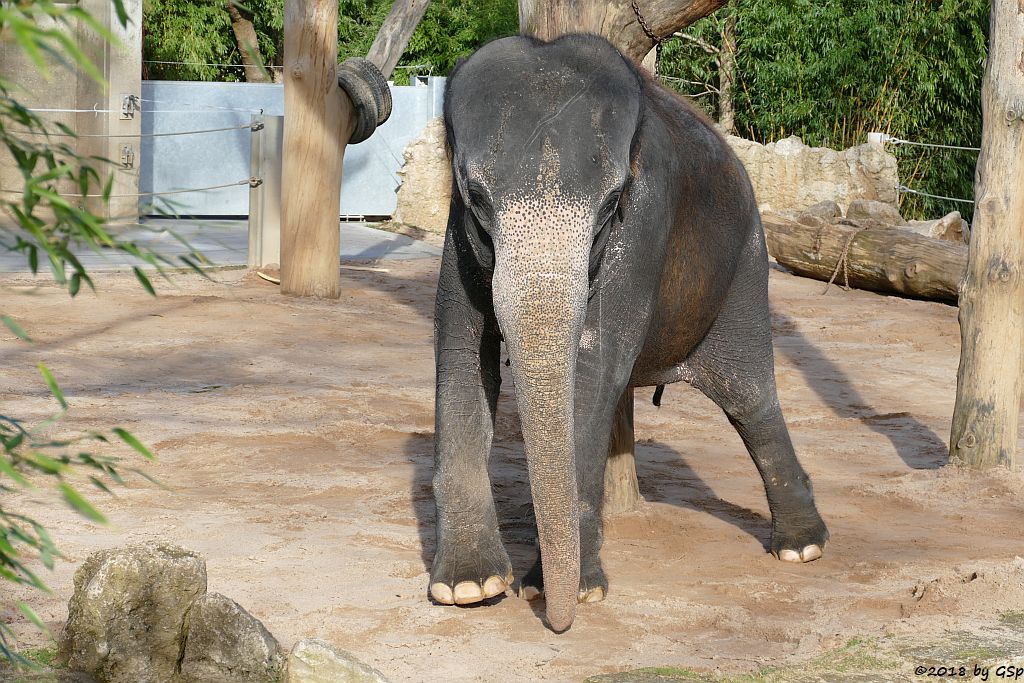 Asiatischer Elefant ZELLA