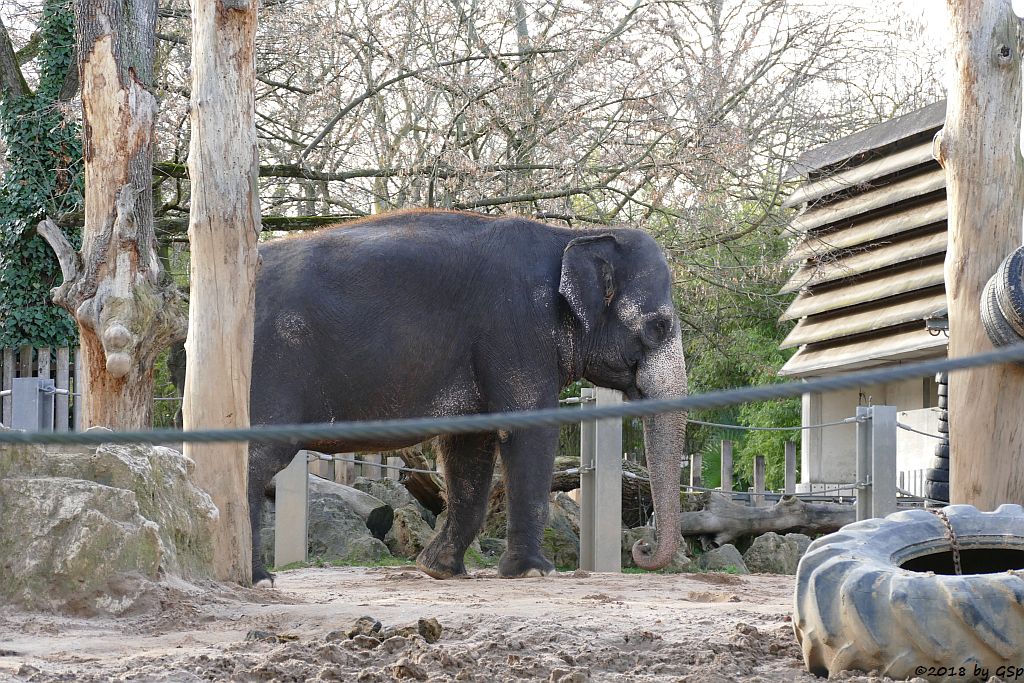 Asiatischer Elefant ZELLA