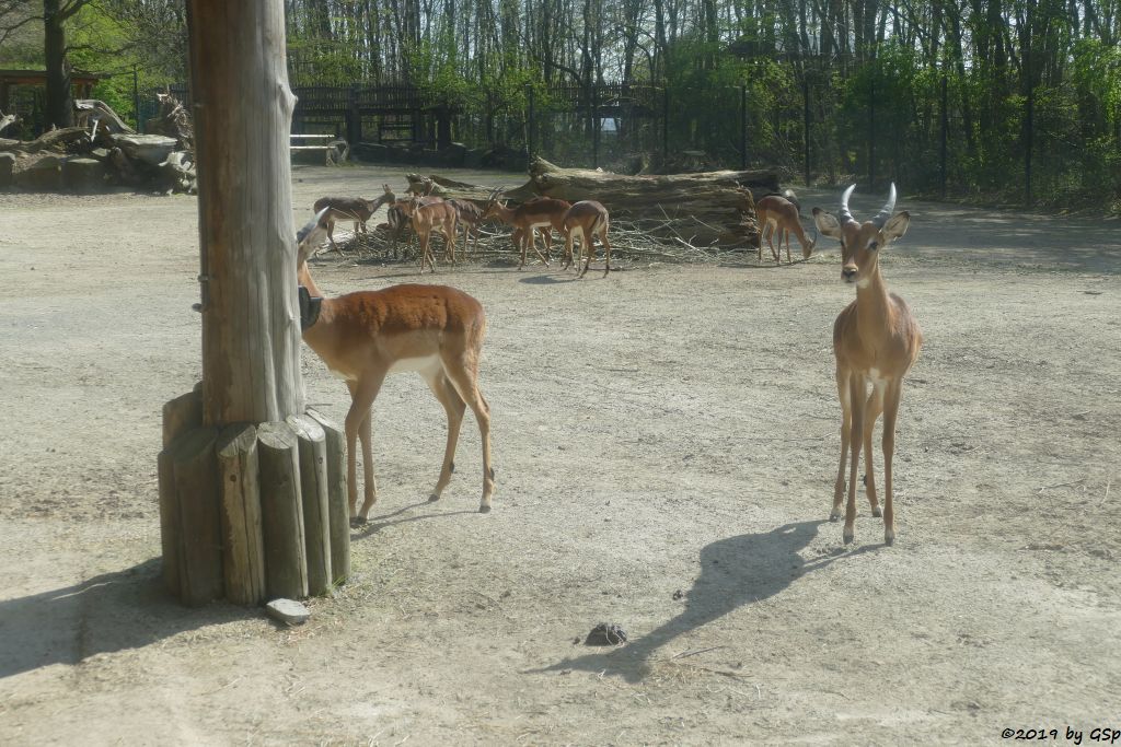 Gewöhnliche Impala (Schwarzfersenantilope)