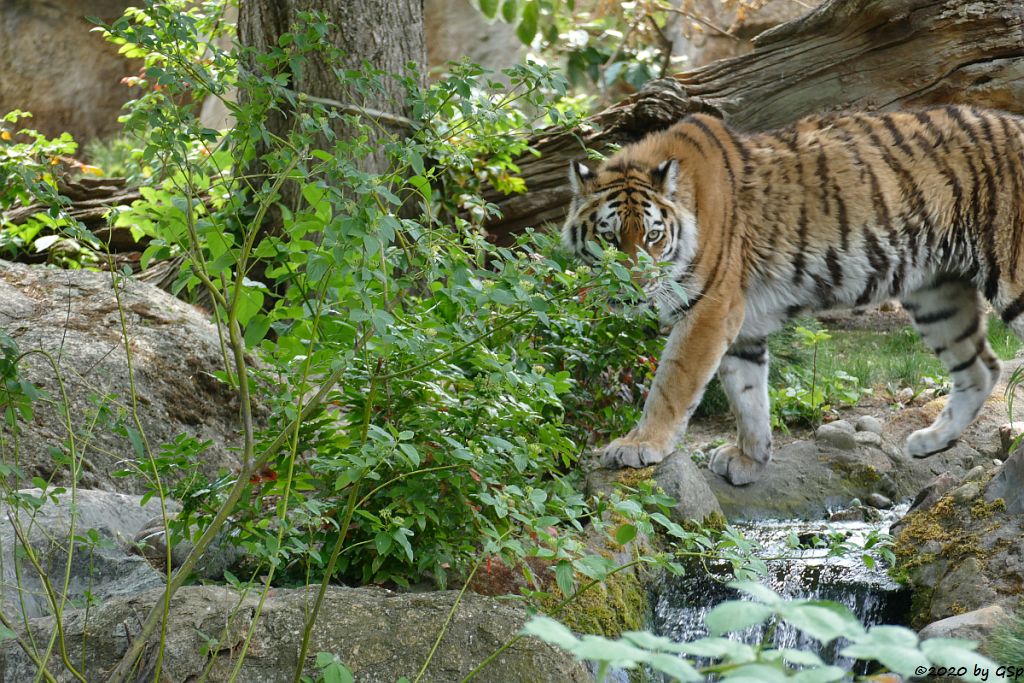 Amurtiger (Sibirischer Tiger, Mandschu-Tiger)