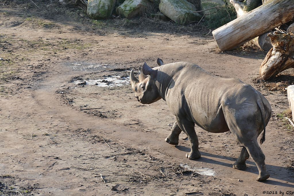 Spitzmaulnashorn (Spitzlippennashorn, Doppelnashorn)