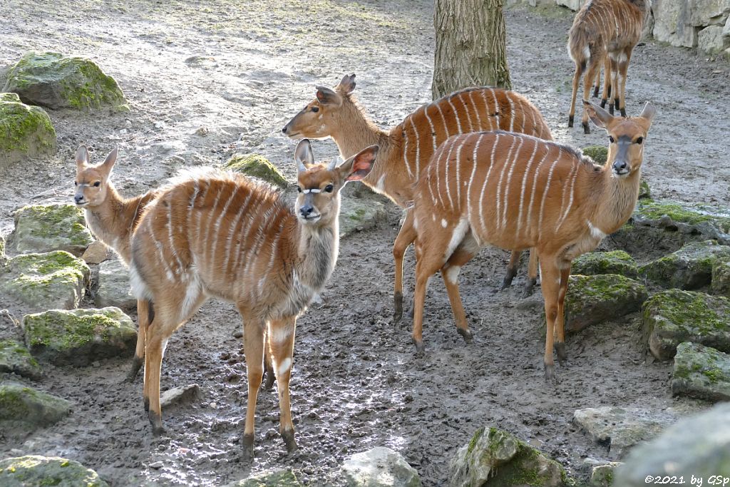 Nyala (Tieflandnyala, Flachlandnyala)