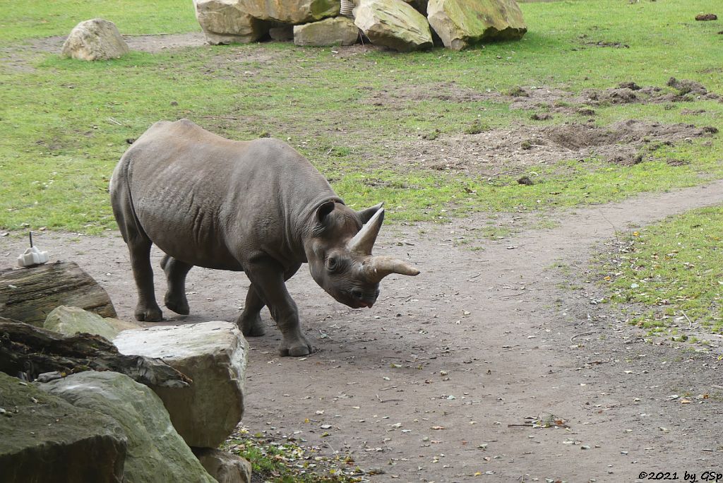 Ostafrikanisches Spitzmaulnashorn (Östliches Spitzmaulnashorn) SABA