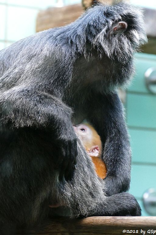 Schwarzer Haubenlangur (Javanischer Haubenlangur, Budeng)