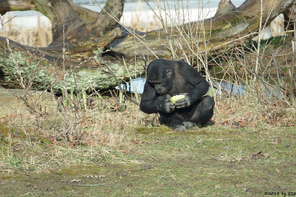 Flachlandgorilla