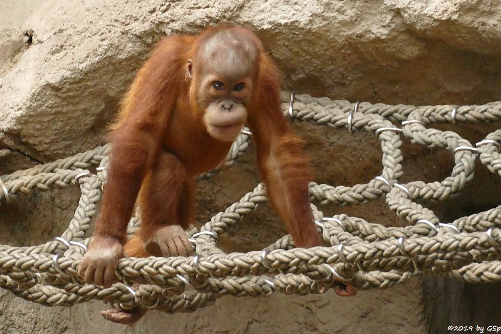 Sumatra-Orang-Utan