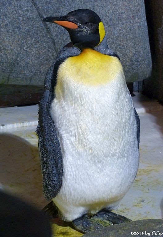 Königspinguin