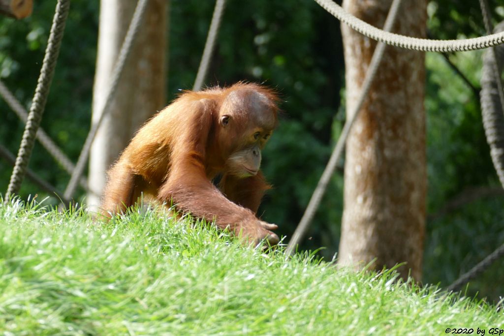 Sumatra-Orang-Utan