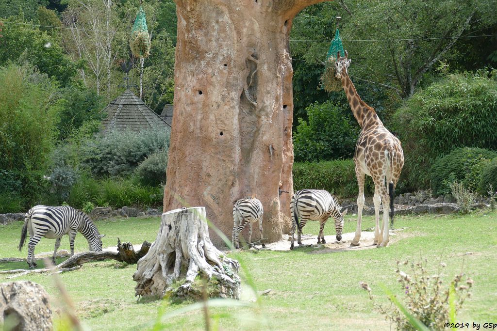 Böhm-Steppenzebra (Grantzebra), Rothschildgiraffe (Uganda-Giraffe, Baringo-Giraffe)