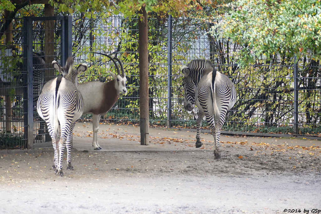 Grévy-Zebra, Säbelantilope