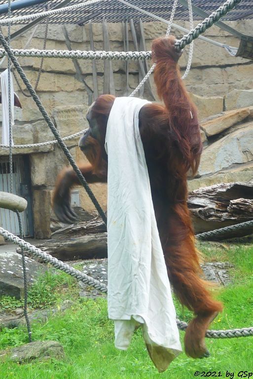 Sumatra-Orang-Utan