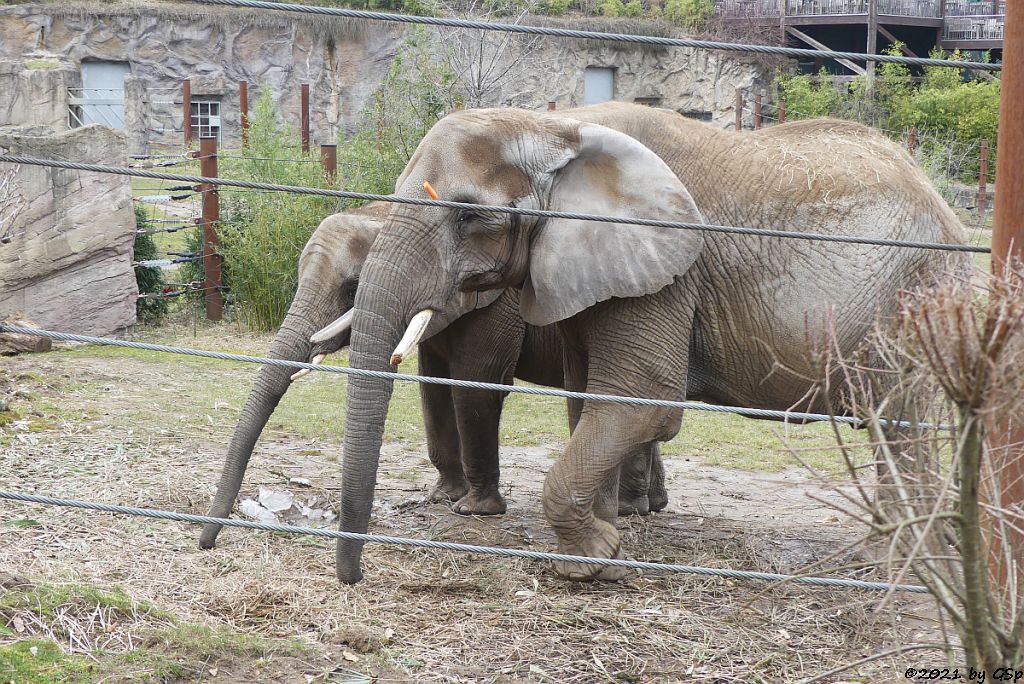 KARIBA, LILAK