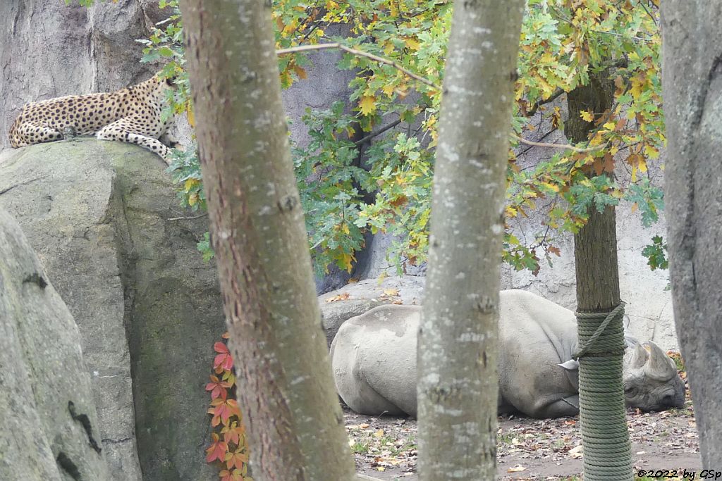 Südafrikanischer Gepard, Ostafrikanisches Spitzmaulnashorn (Östliches Spitzmaulnashorn) VUNGU