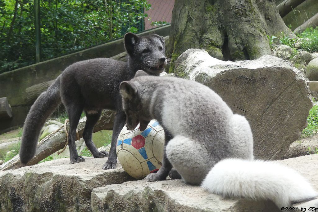 Polarfuchs (Eisfuchs, Blaufuchs)