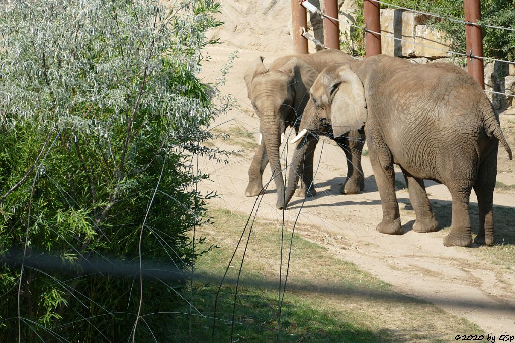 KARIBA, LILAK