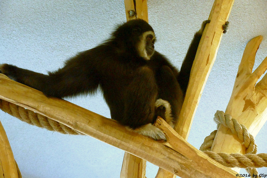 Weißhandgibbon