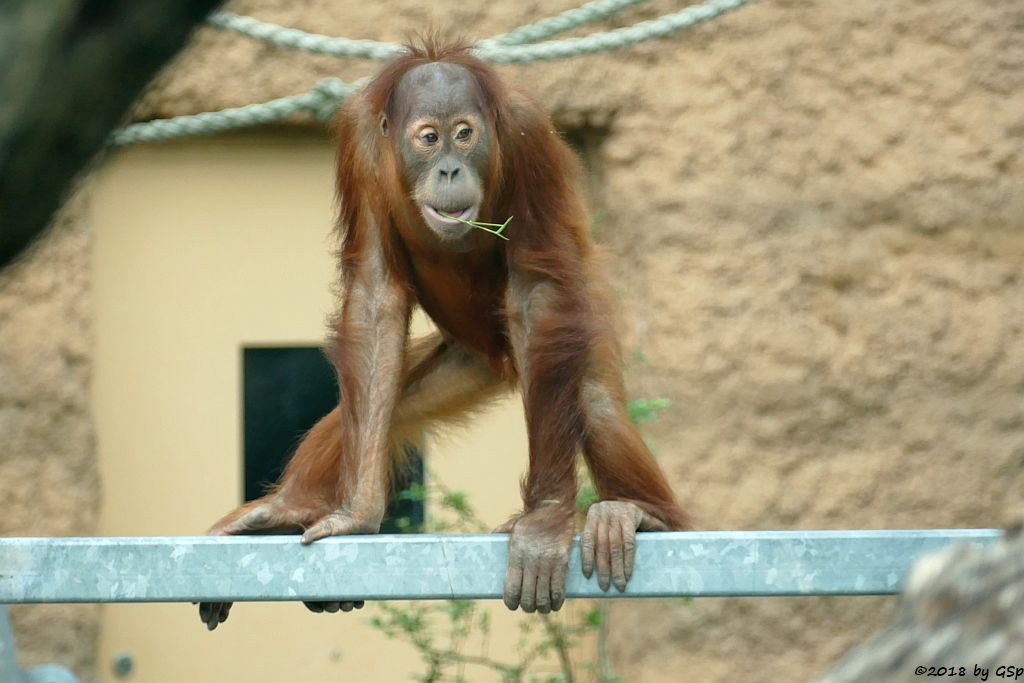 Sumatra-Orang-Utan SAYANG